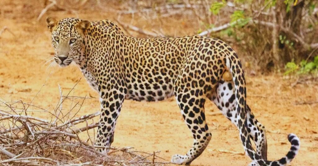  तेंदुए की दस्तक