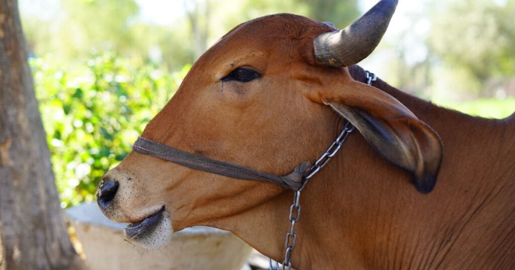 Mgnrega Pashu Shed Yojana