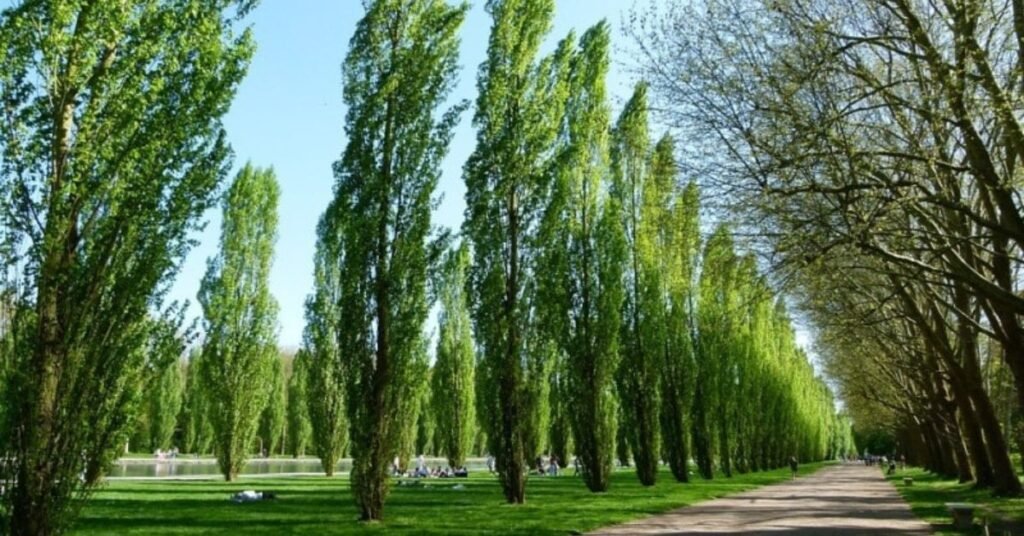 Popular tree cultivation