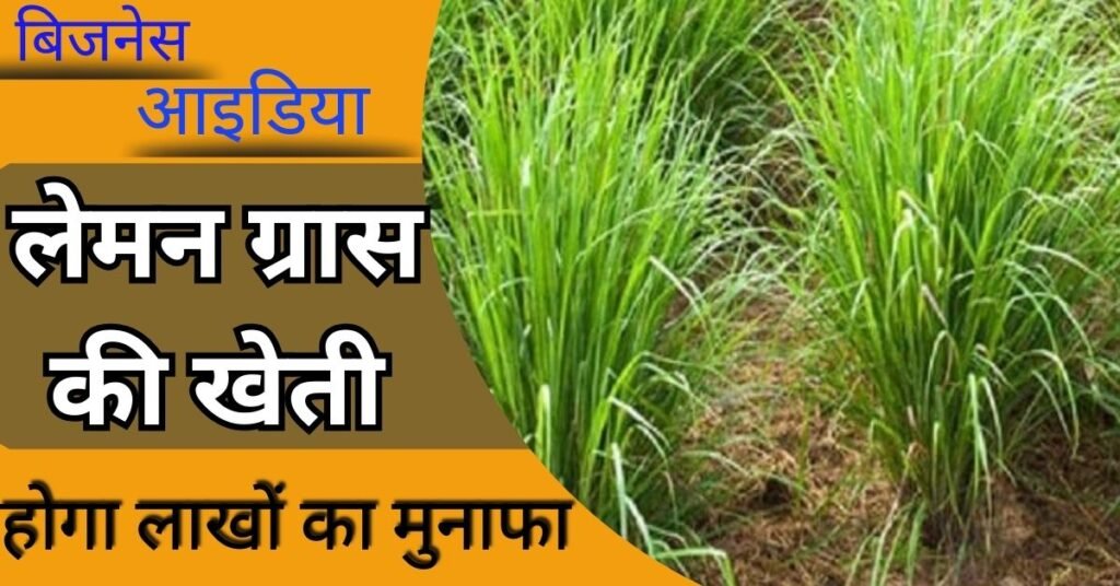 New Business Idea: लेमनग्रास की खेती का बिजनेस शुरू कर करें लाखों की कमाई, यहा पाए पूरी जानकारी