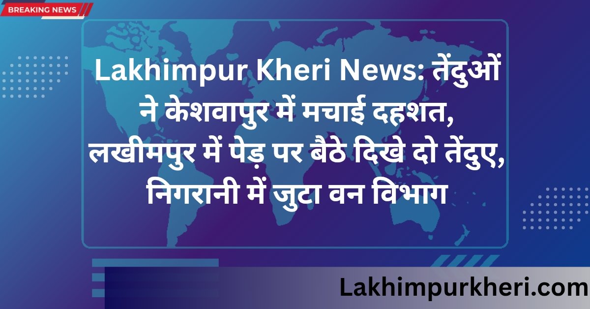 Lakhimpur Kheri News: तेंदुओं ने केशवापुर में मचाई दहशत, लखीमपुर में पेड़ पर बैठे दिखे दो तेंदुए, निगरानी में जुटा वन विभा