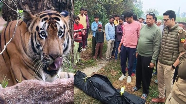 Lakhimpur Kheri News: लखीमपुर खीरी धौरहरा वनरेंज में बाघ का आतंक, 70 साल के किसान की मौत,खेत में मिला शव,इलाके में दहशत का माहौल