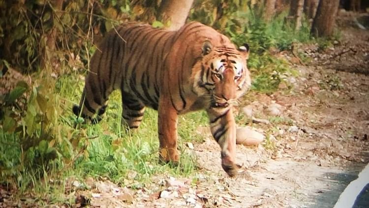 Lakhimpur Kheri News: एक बार फिर से भूलनपुर साइफन पर टहलता दिखा बाघ, ग्रामीणों में दहशत का माहौल