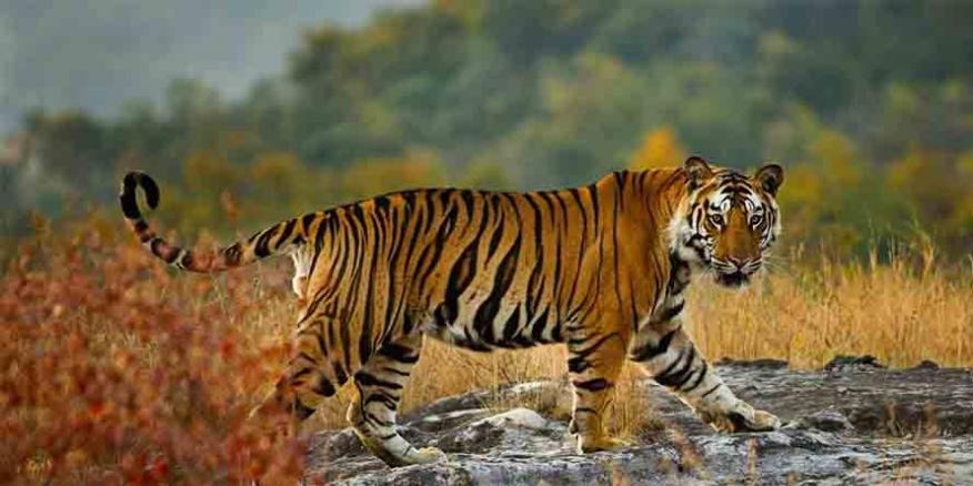 Lakhimpur Kheri News: खेत में चारा इकट्ठा कर रही 25 वर्षीय युवती गंभीर रूप से घायल,बाघ की तलाश में सर्च ऑपरेशन शुरू,