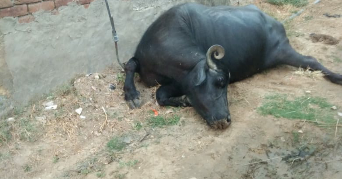 Lakhimpur Kheri News: लखीमपुर खीरी के सिसोकन गांव में टूटा बिजली का तार, करंट लगने से भैंस की मौत, ग्रामीणों मे आक्रोश