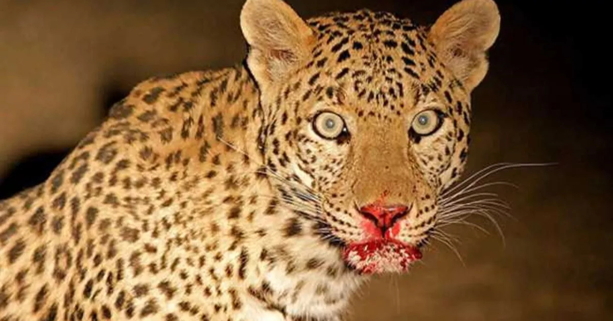 लखीमपुर खीरी में तेंदुआ की दहशत: घर के बाहर खेल रही 8 साल की बच्ची को तेंदुआ उठा ले गया, खेत में मिला शव