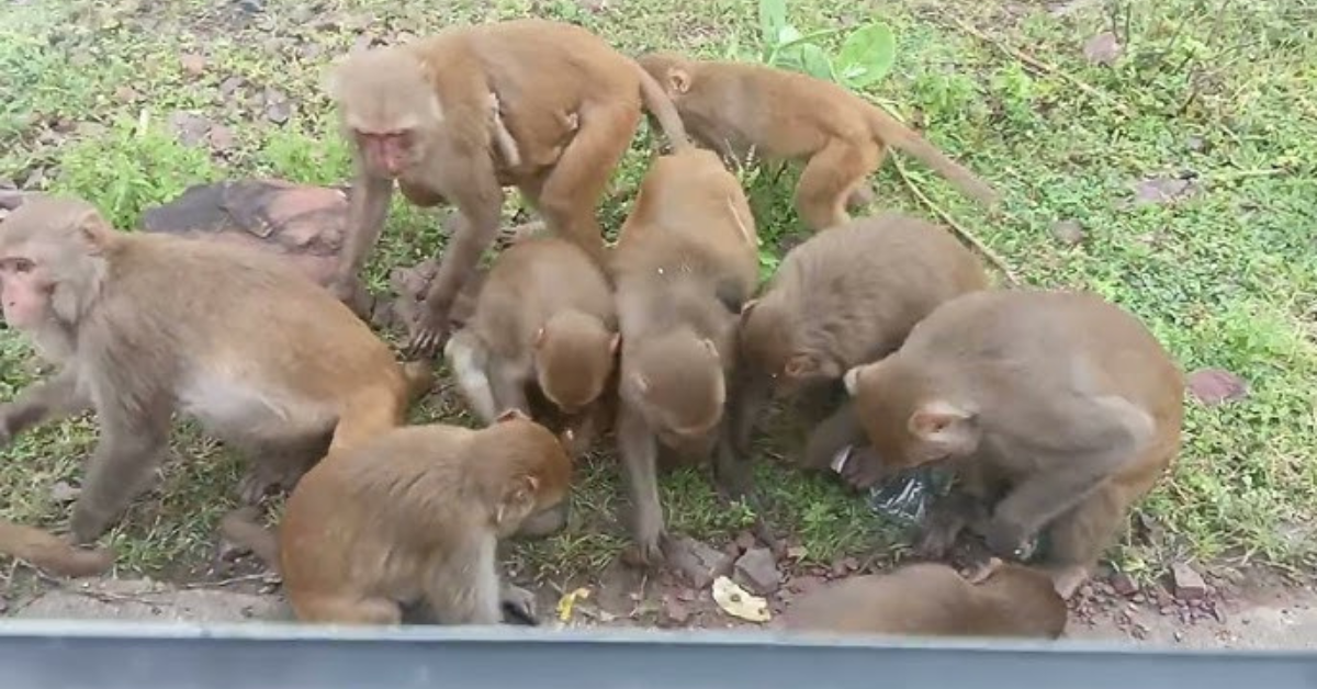 लखीमपुर-खीरी के सोनौरा गांव में बंदर का हमला, किसान गंभीर रूप से घायल खेतों में जाने से डर रहे ग्रामीण