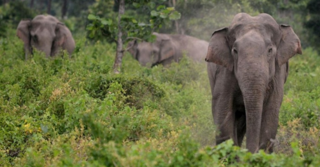 लखीमपुर खीरी मे हाथी के हमले में किसान की दर्दनाक मौत, एक आंख बाहर निकल आई,क्षत-विक्षत शव देख दहशत में आए ग्रामीण