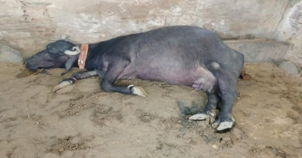 Lakhimpur Kheri News: बेहजम मे पशु चिकित्सक की लापरवाही से भैंस की जान गई, इलाज के नाम पर पैसे लेने का आरोप