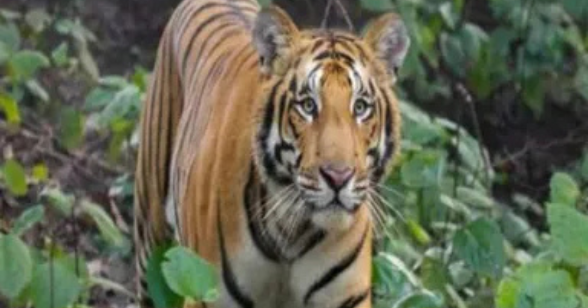 Lakhimpur Kheri News: लखीमपुर खीरी में बाघ का हमला,गन्ने के खेत में षमजदूर पर झपटा, किसानों ने बचाई जान